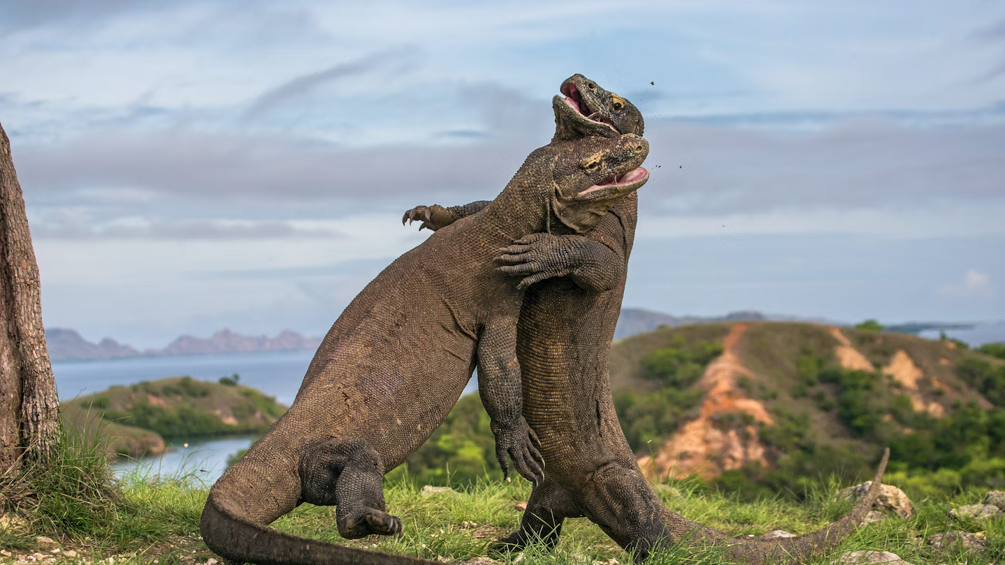 Two komodo dragons fighting
