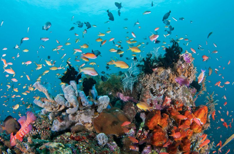 Colourful fish and coral life in Flores