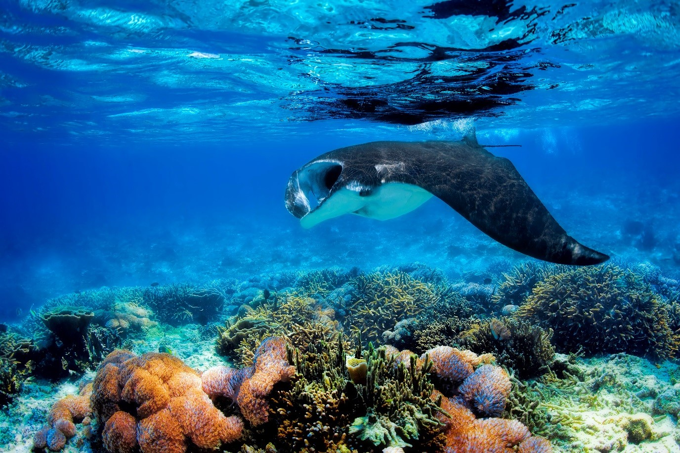 A manta ray swimming in Komodo's waters
