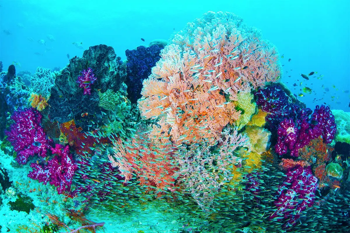 Vibrant Indonesian corals and fish