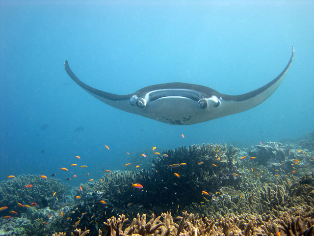 A manta ray