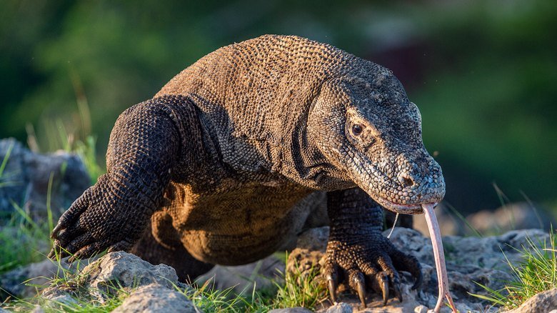 A komodo dragon