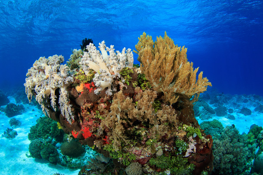 Coral in Indonesia's waters