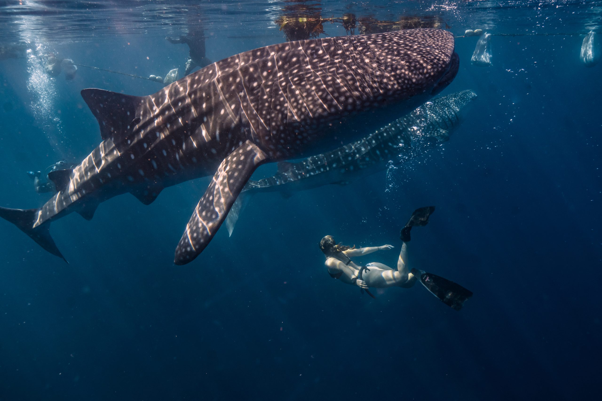 A woman swimming beside a whale shark in Sumbawa