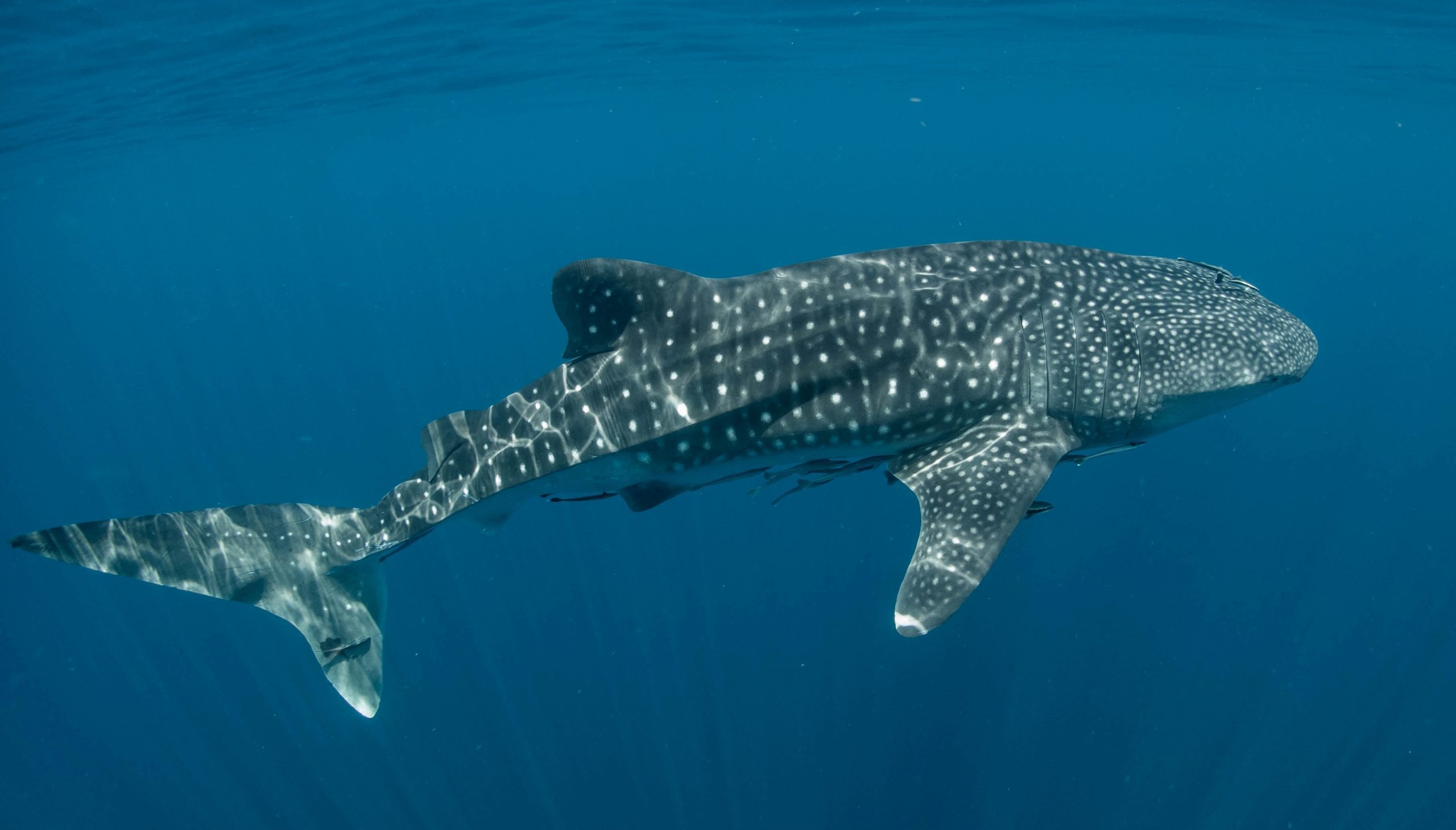 A whale shark in Sumbawa