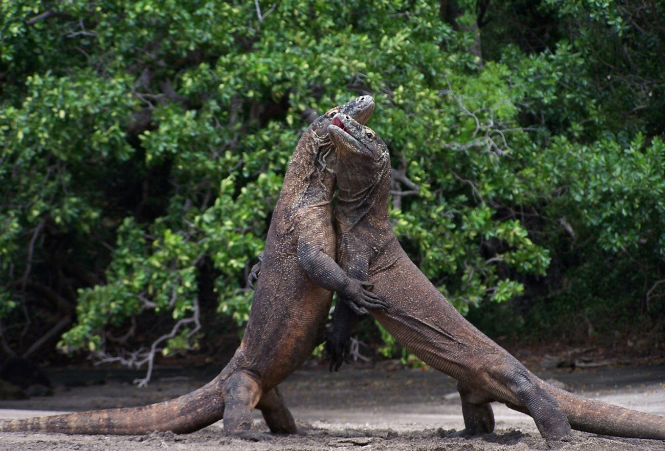Two Komodo Dragons fighting
