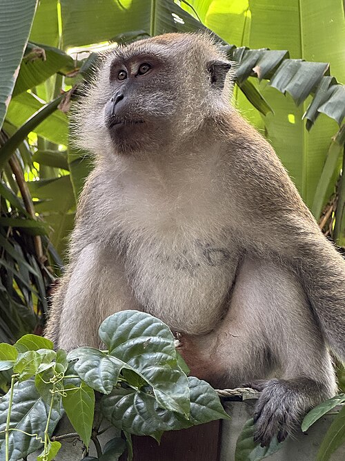 A crab eating Macaque from Komodo Islands