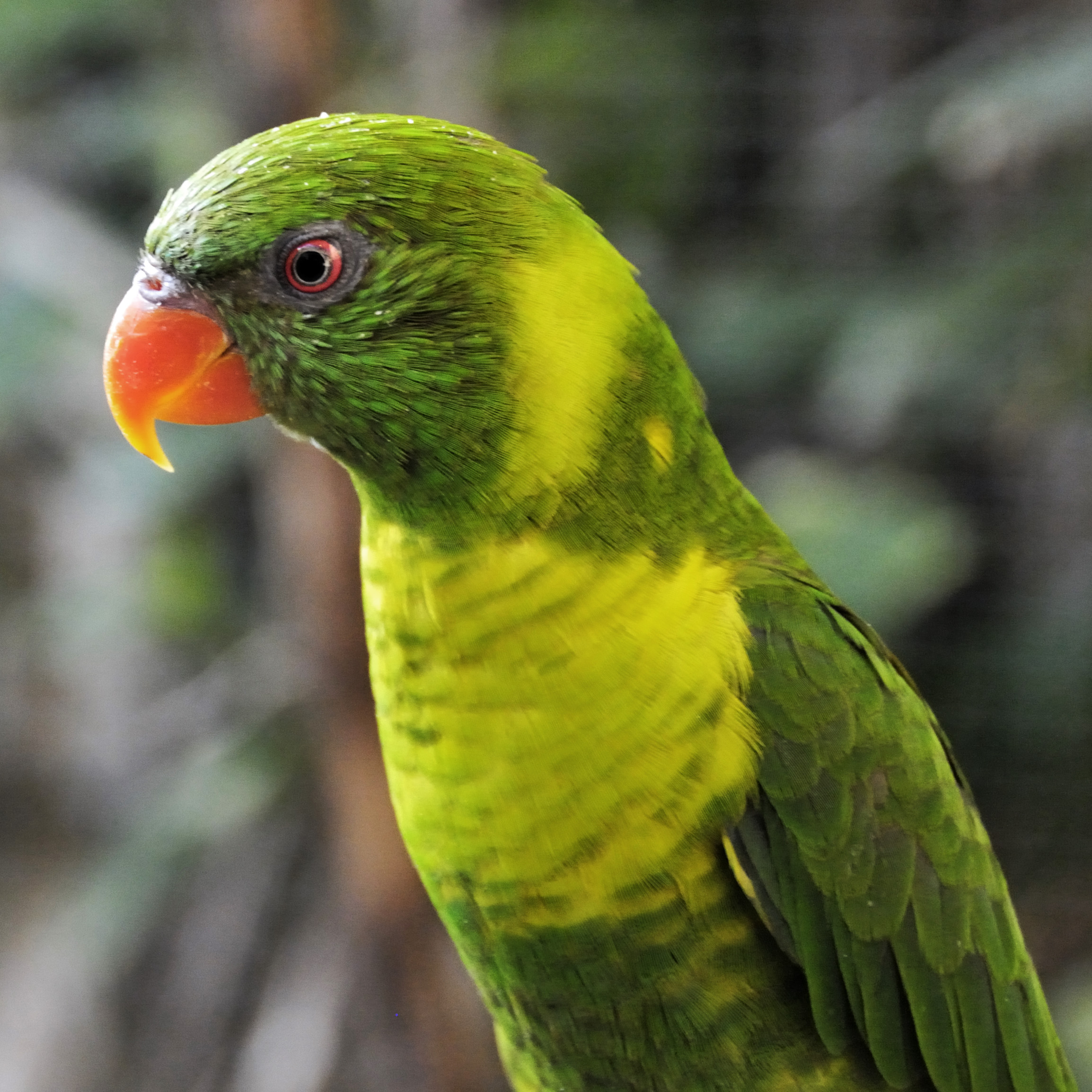 A Flores lorikeet also known as a leaf lorikeet