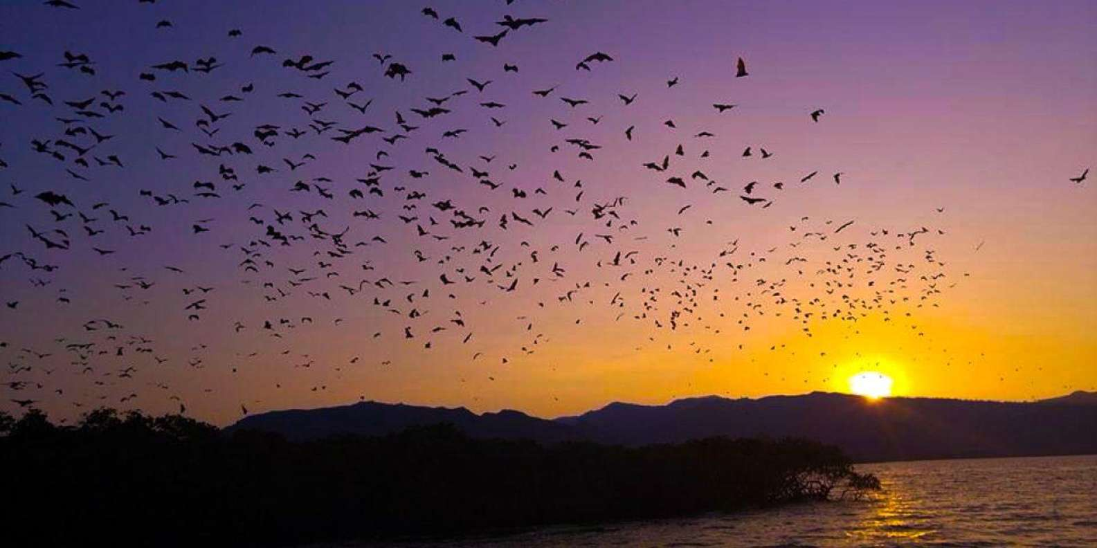Flying Foxes at Kalong Island