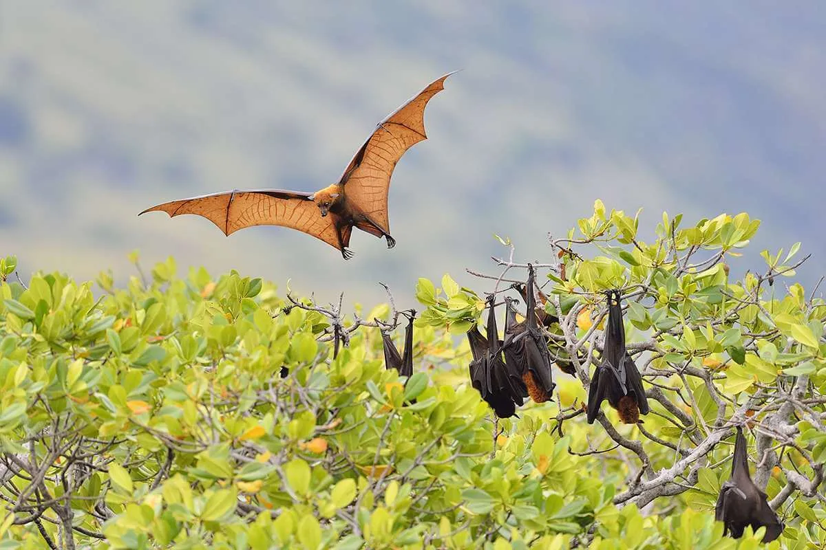 Sunda Flying Foxes