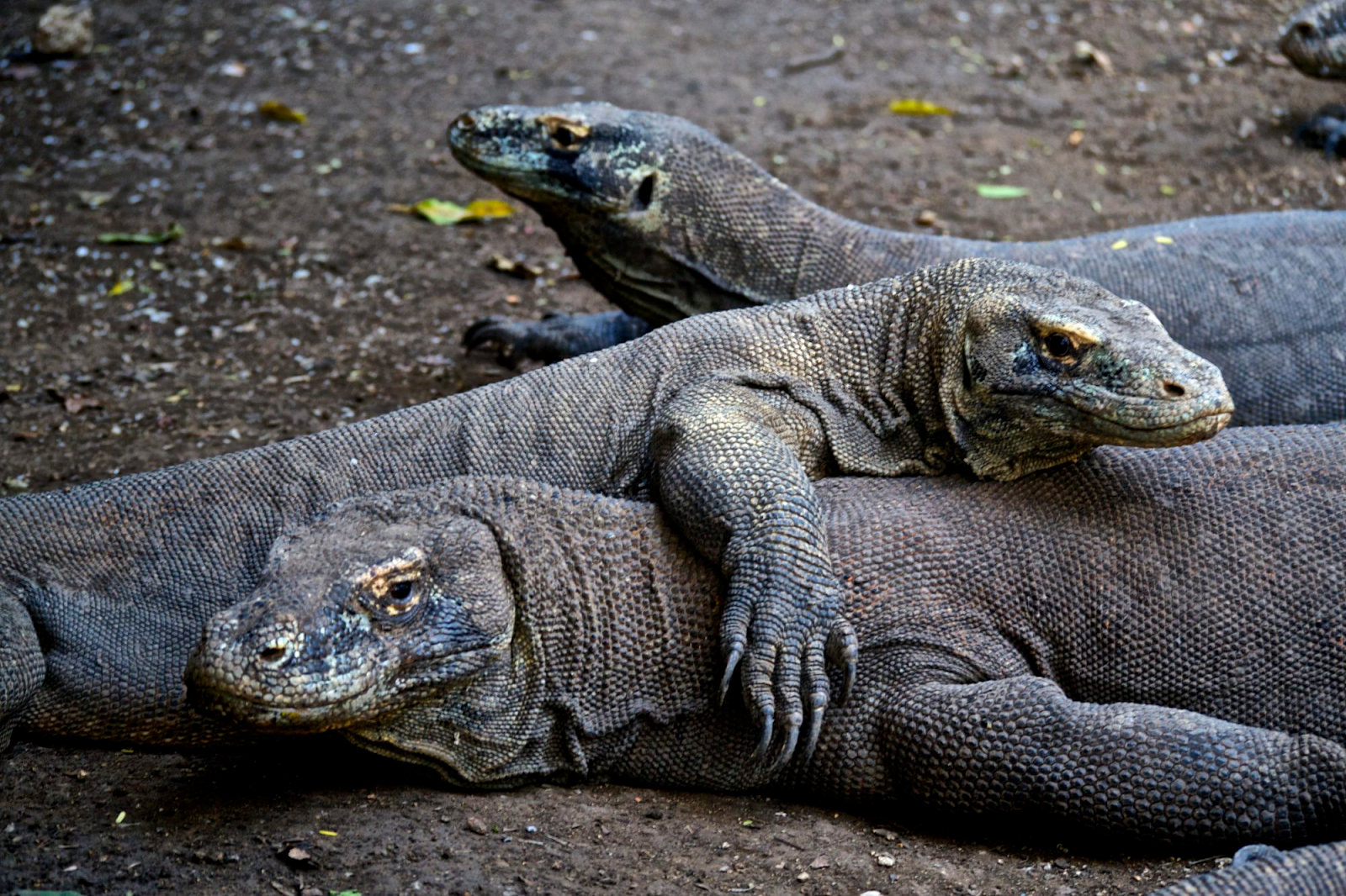 Three Komodo Dragons