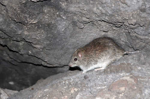 The Endemic Komodo Rat