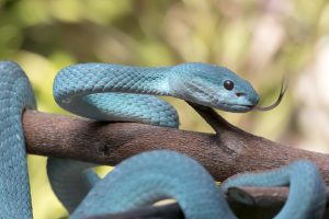 A blue Lesser Sunda Pit Viper