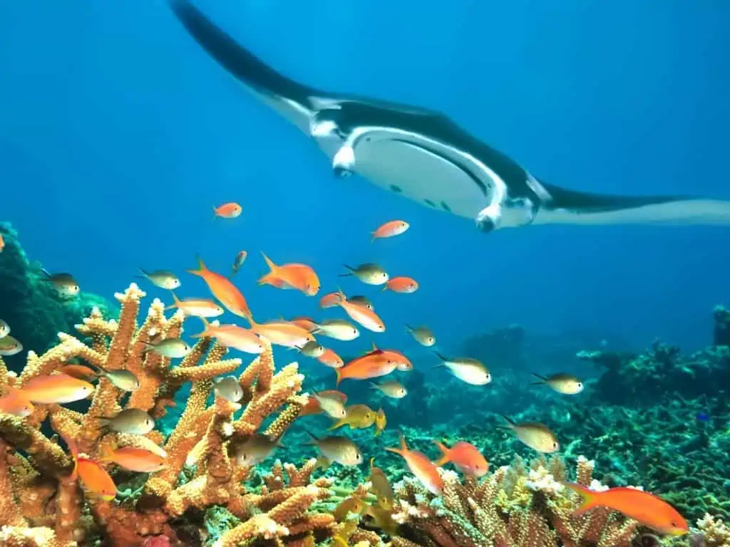 A manta ray and fish in Komodo National Park