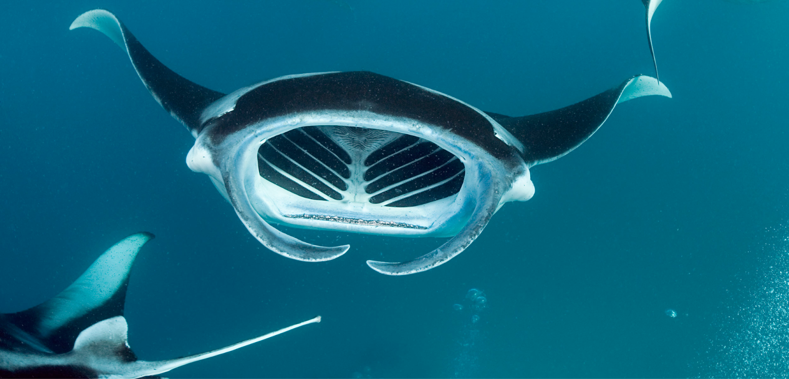 A manta ray