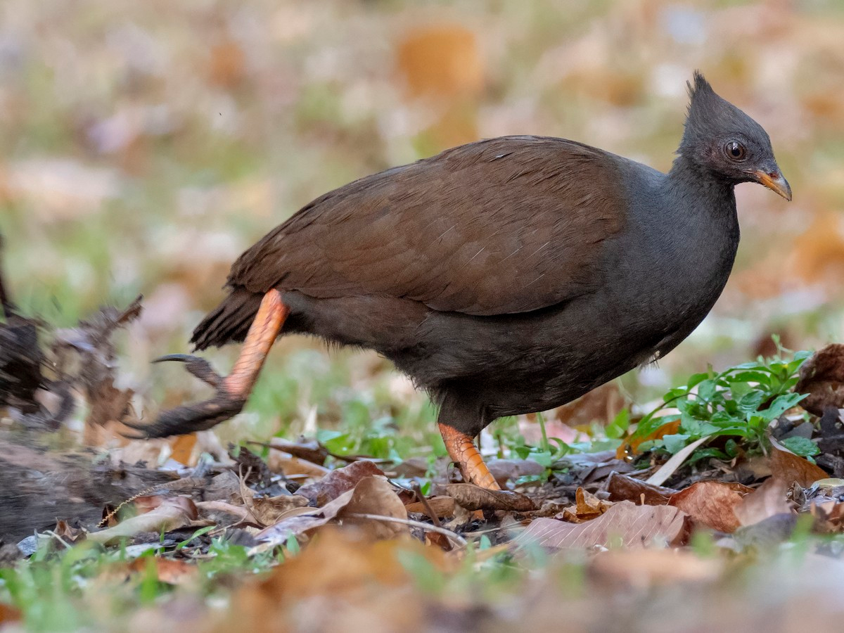 An Orange-Footed Scrubfowl