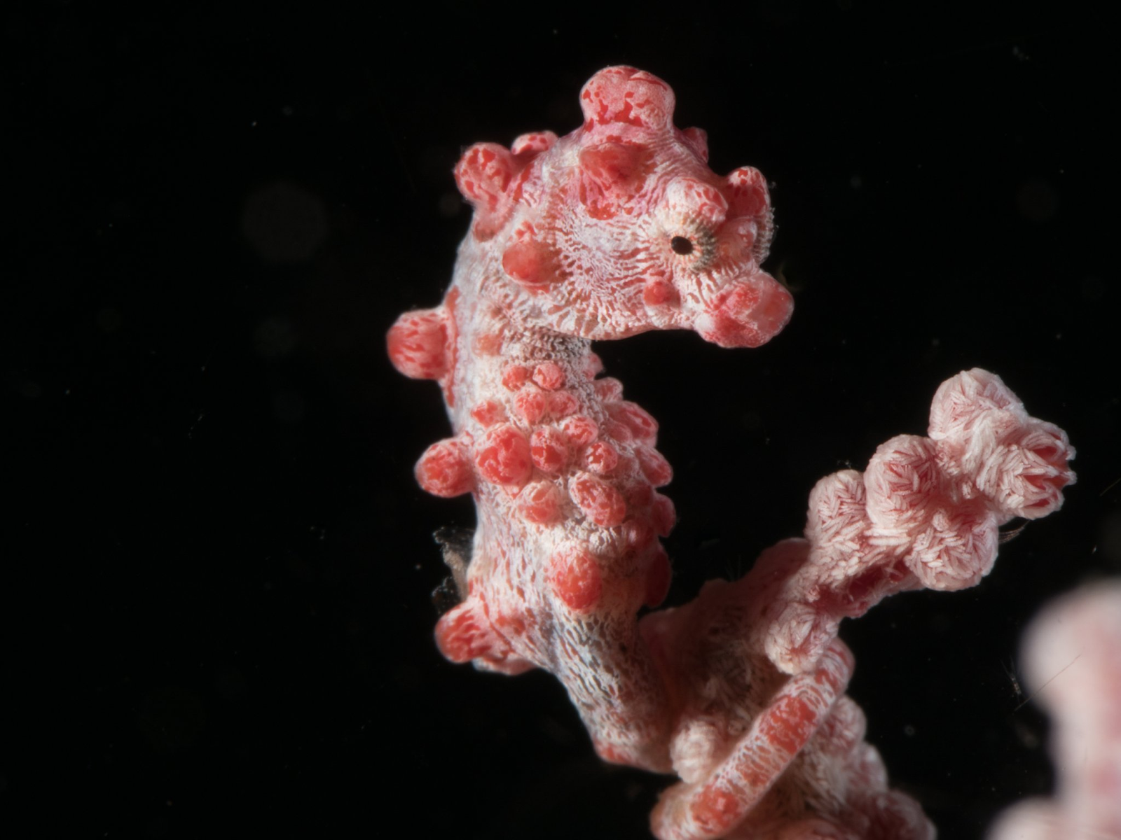 A Pygmy seahorse