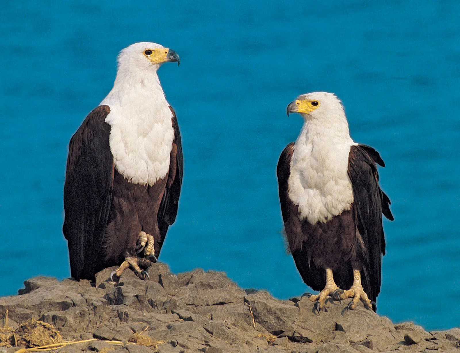 Two White-Bellied Sea Eagles found in Komodo Islands