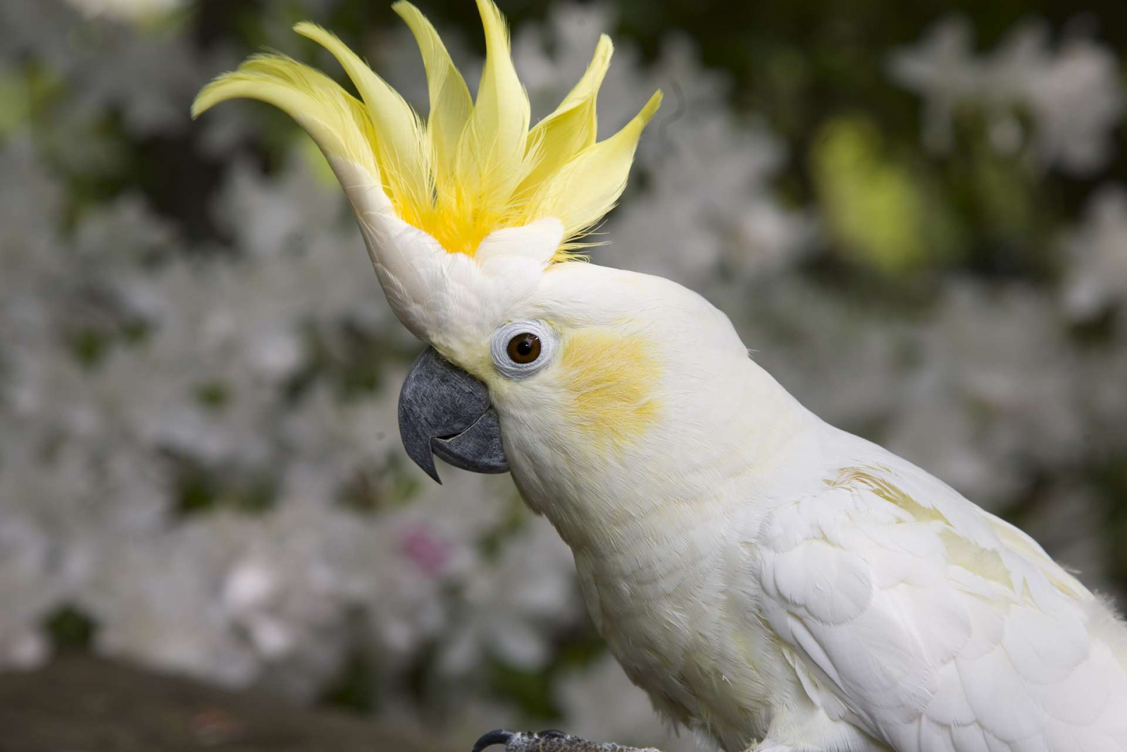 A Yellow-crested Cockatoo