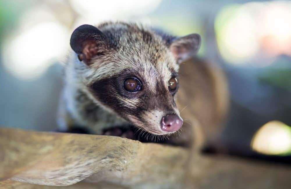 A palm civet