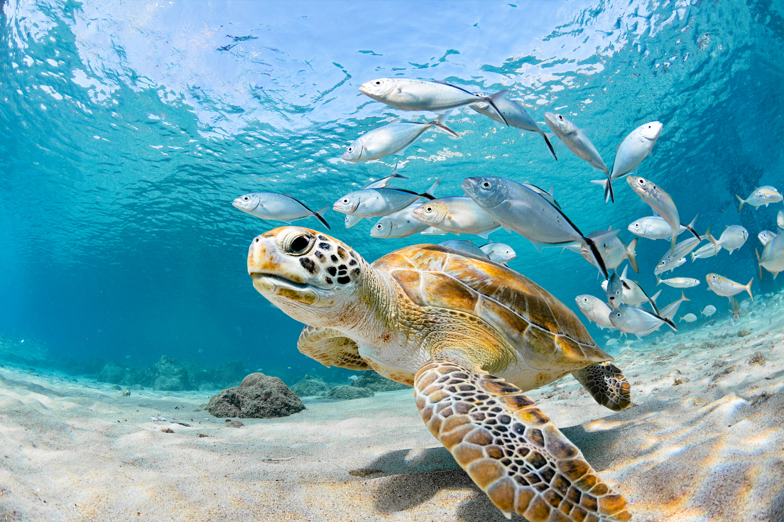 A Green Sea Turtle