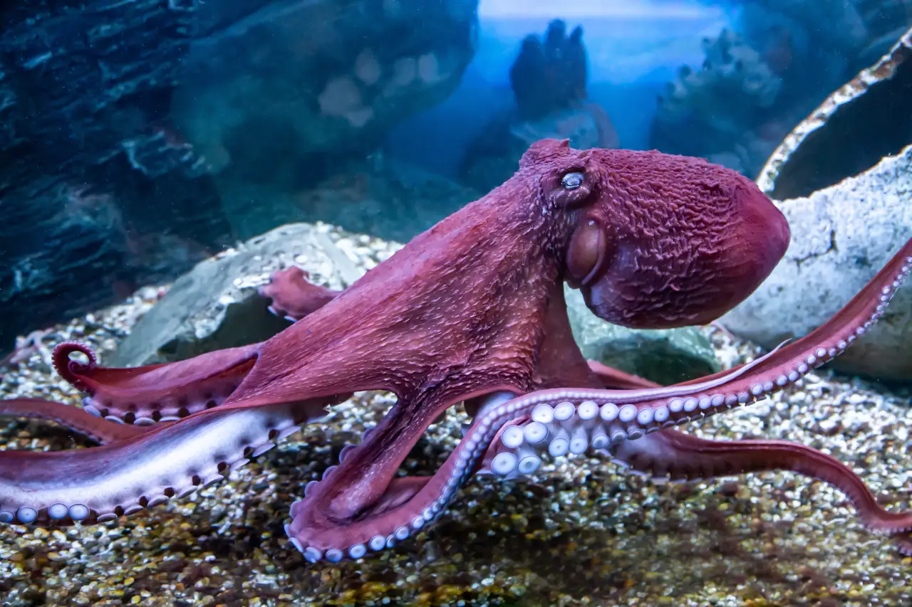 An octopus