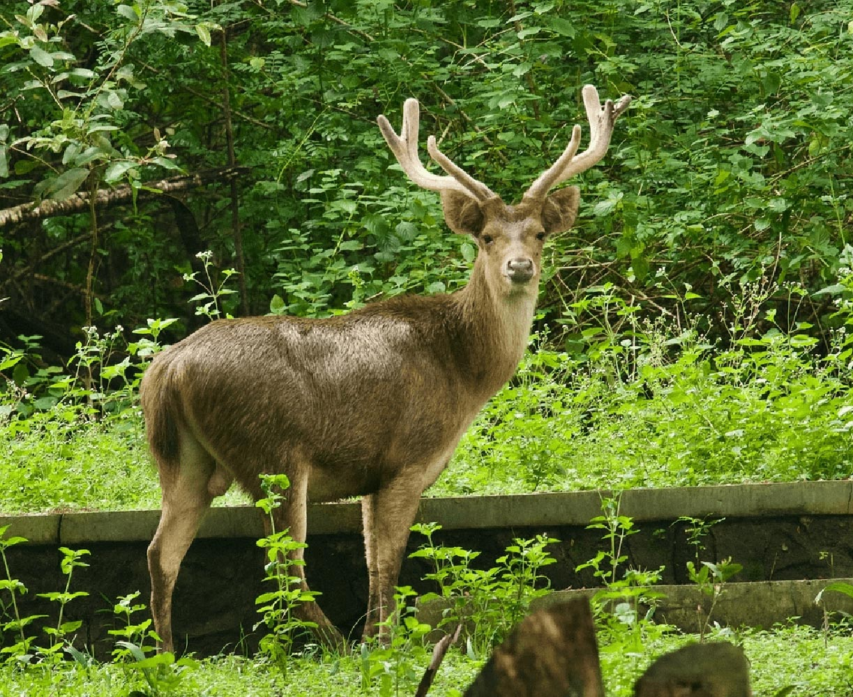 A timor deer