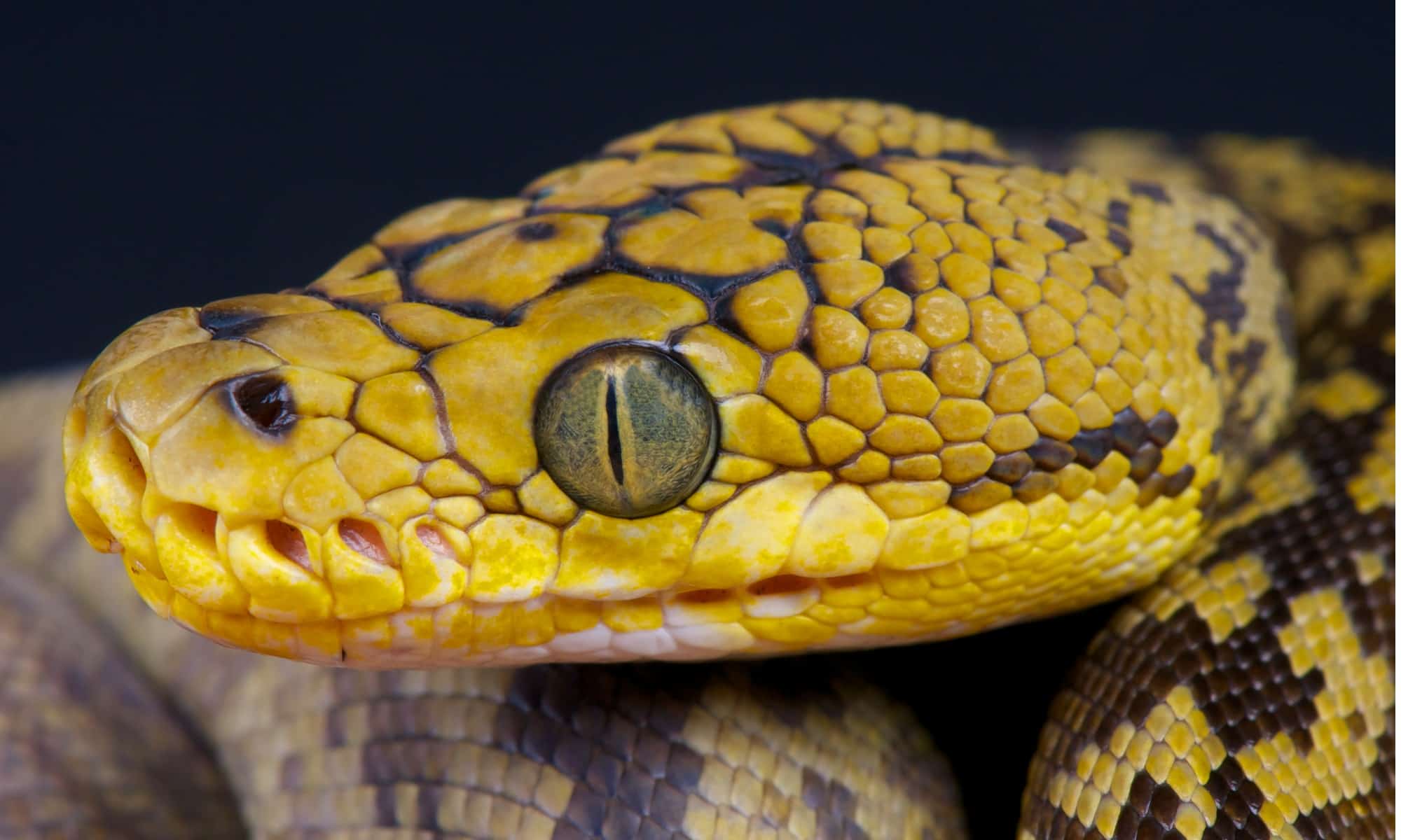 A timor python