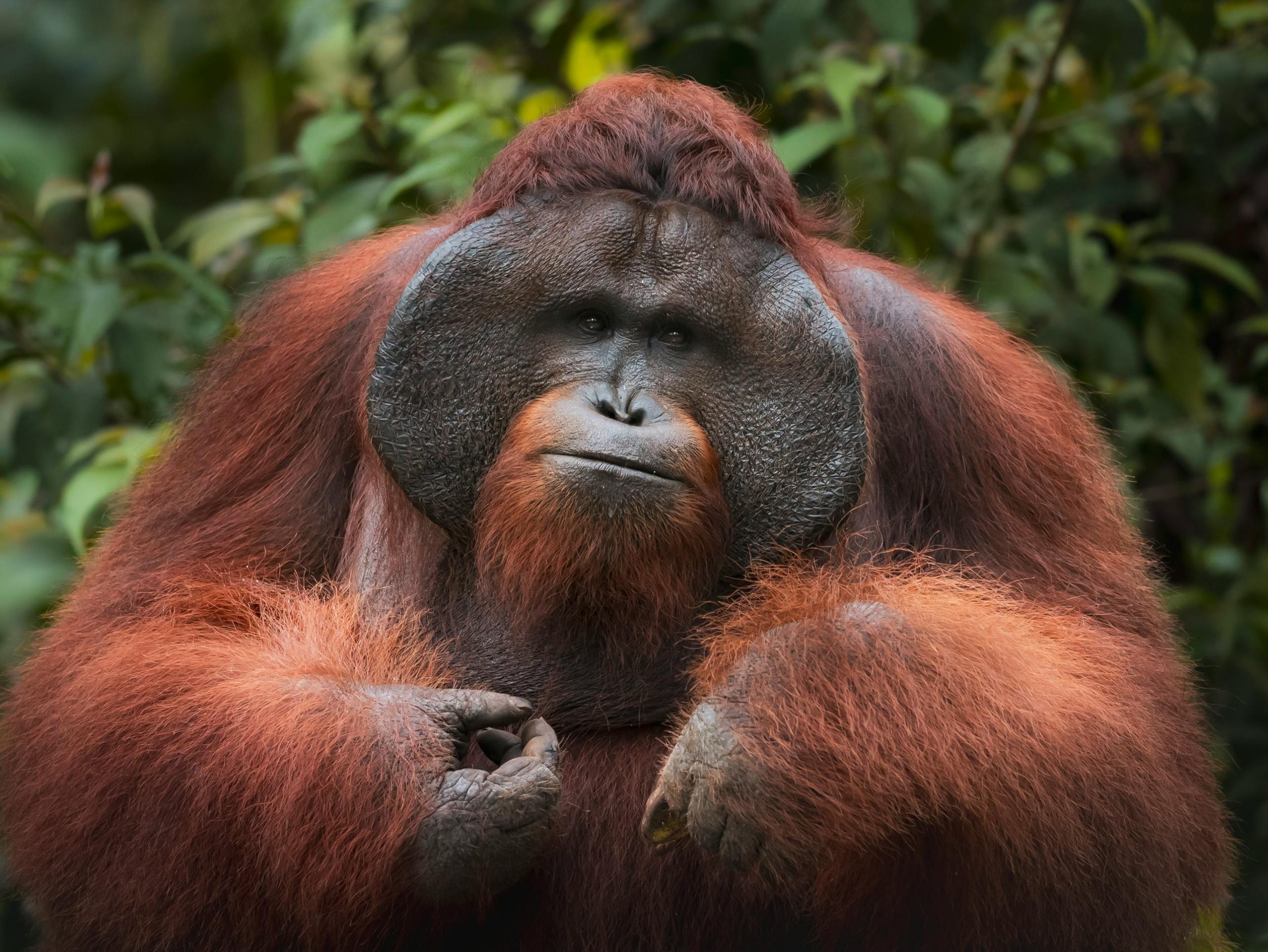An orangutan in Borneo