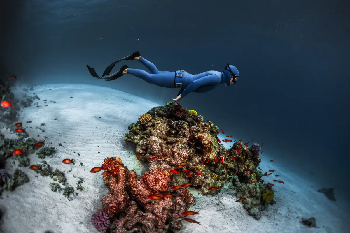 A free diver exploring coral and marine life