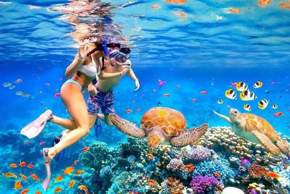 A couple snorkelling with colourful fish and turtles
