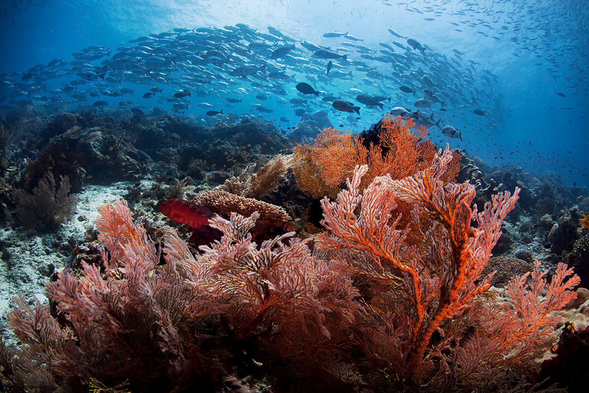 Colourful corals and a school of fish in Raja Ampat