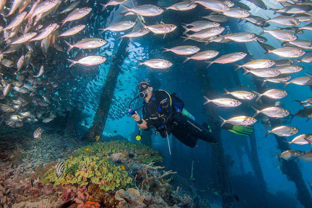 A diver in Raja Ampat in a school of fish