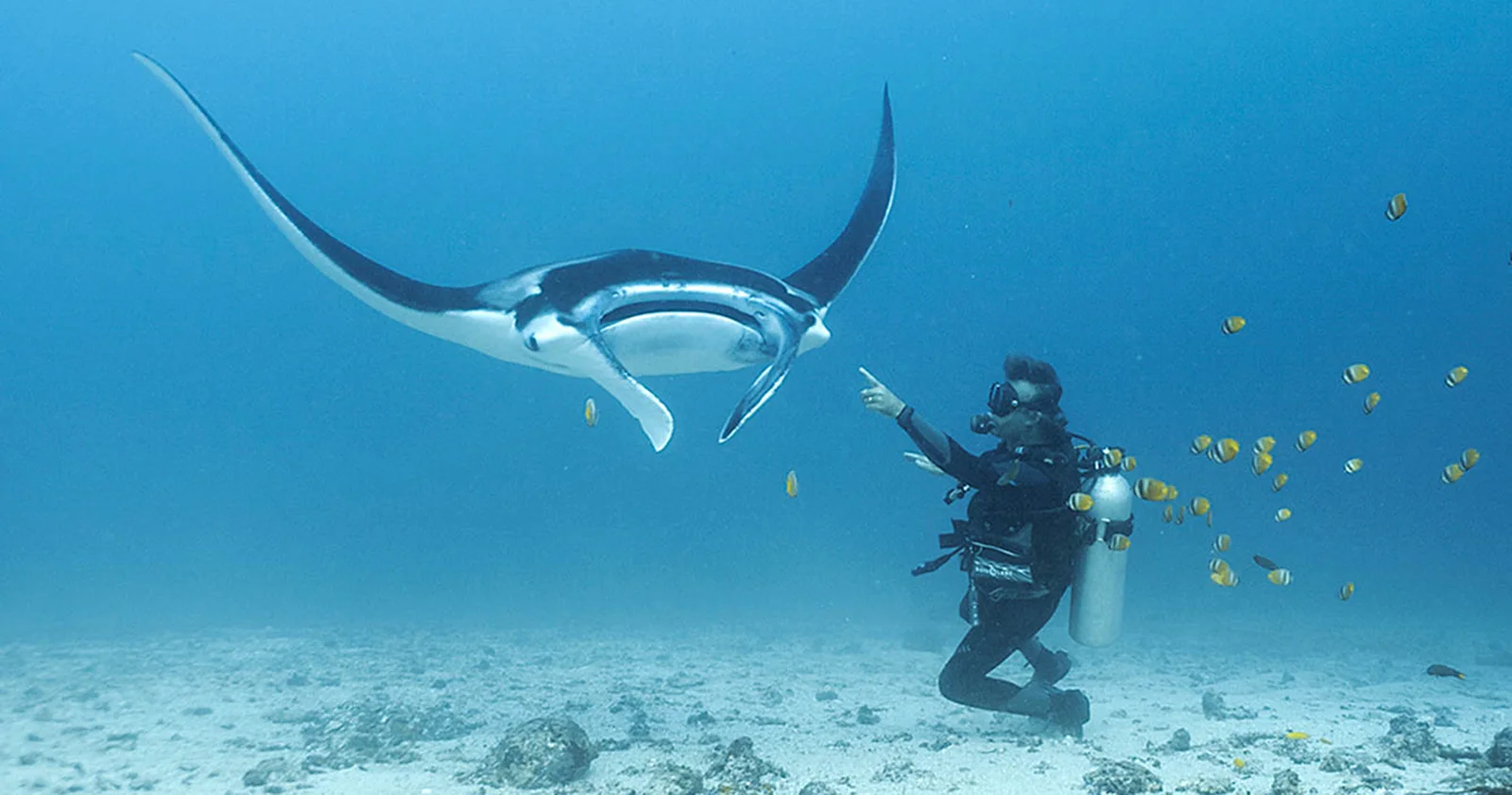 A diver next to a manta ray in Komodo