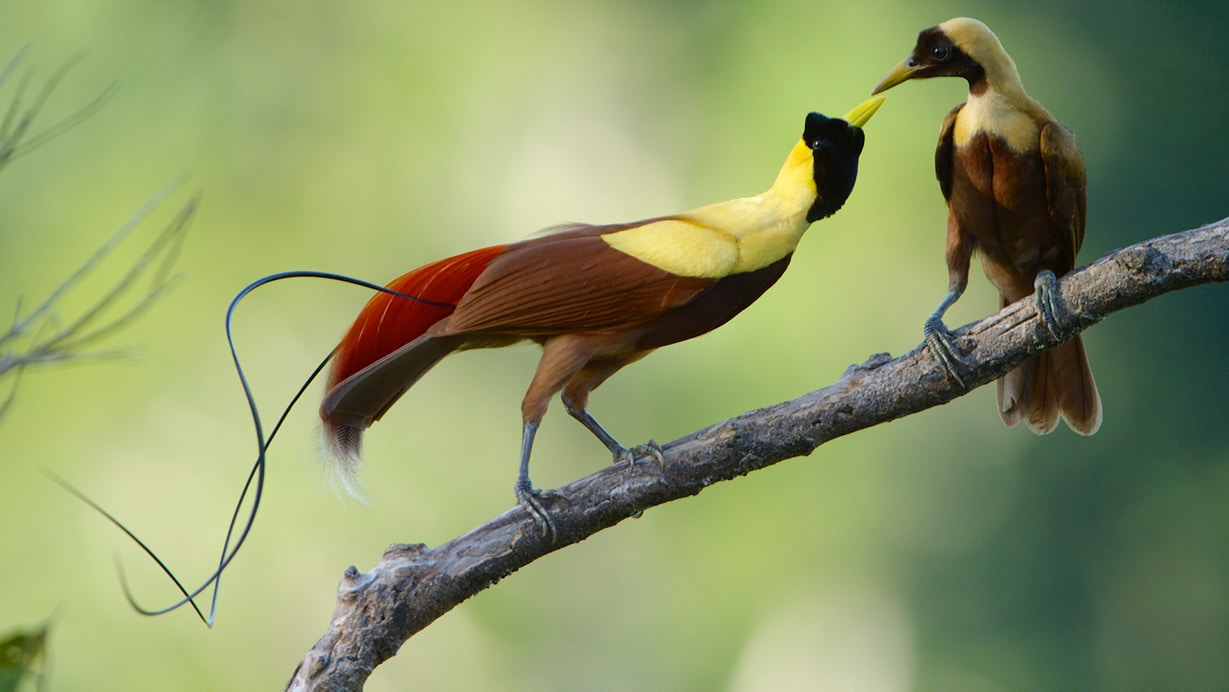 Two Raggiana birds of paradise