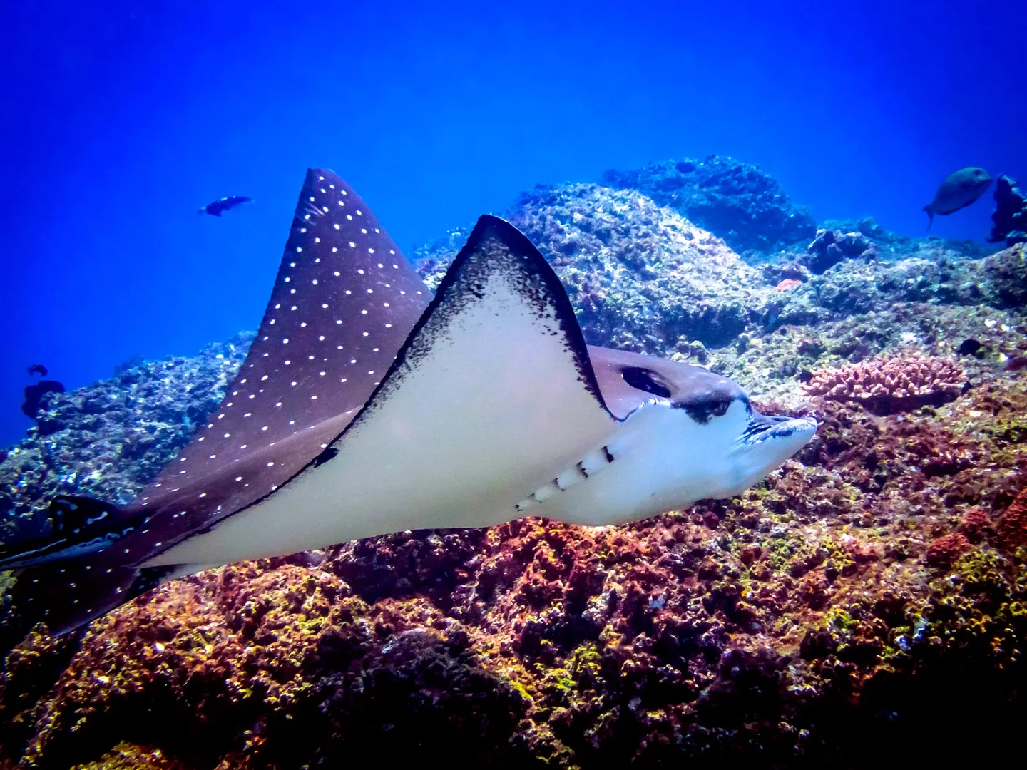 A Manta ray gliding through the water