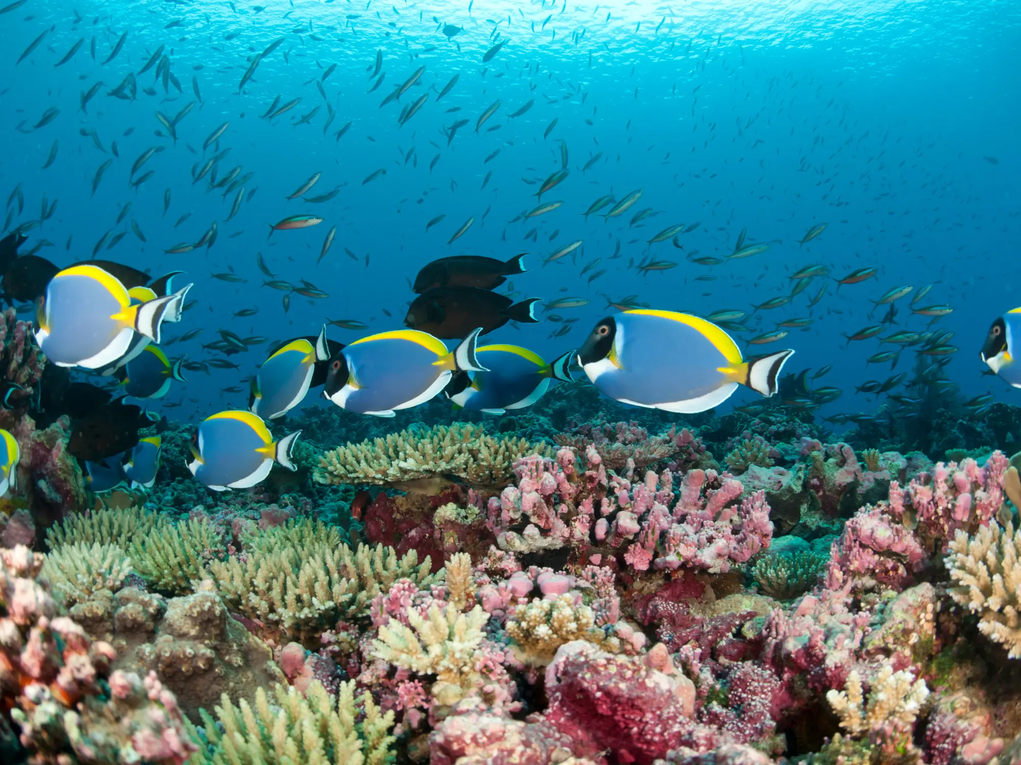 Tropical fish and coral in Kawana Island