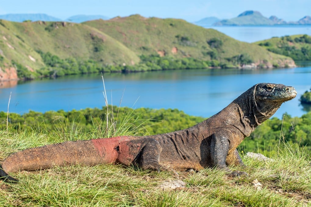 A Komodo Dragon with Komodo National Park and ocean in the background