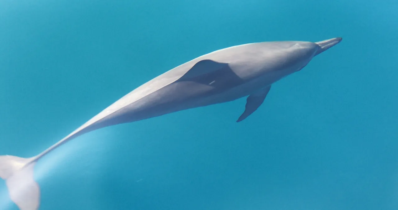 Dolphin swimming in clear blue ocean water