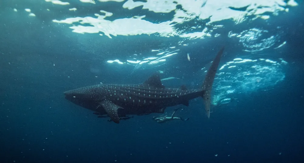 A woman swimming with a whale shark